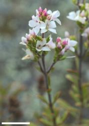 Veronica pentasepala. Terminal inflorescence. Scale = 10 mm.
 Image: P.J. Garnock-Jones © Te Papa CC-BY-NC 3.0 NZ